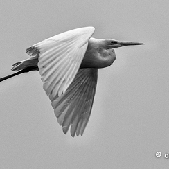 2021-11-18-967brenneD850-Modifier