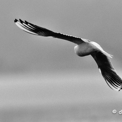 2021-11-18-1044brenneD850-Modifier