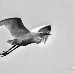 2021-11-18-1195brenneD850-Modifier