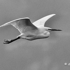 2021-11-18-1214brenneD850-Modifier