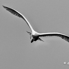 2021-11-18-1236brenneD850-Modifier