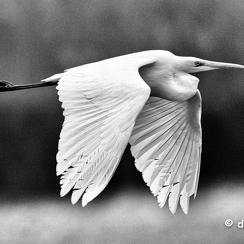 2021-11-18-1242brenneD850-Modifier