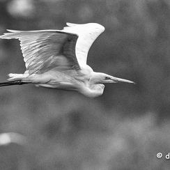 2021-11-18-1278brenneD850-Modifier