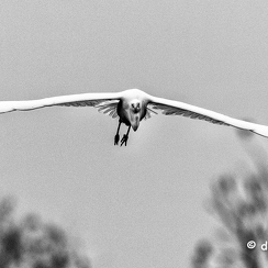 2021-11-18-1317brenneD850-Modifier