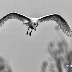 2021-11-18-1318brenneD850-Modifier