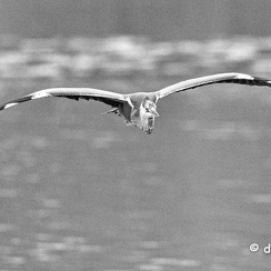 2021-11-18-1389brenneD850-Modifier