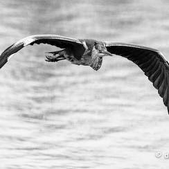 2021-11-18-1397brenneD850-Modifier