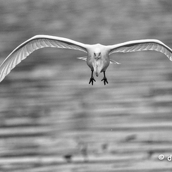 2021-11-18-1427brenneD850-Modifier