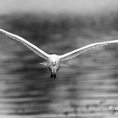 2021-11-18-1428brenneD850-Modifier