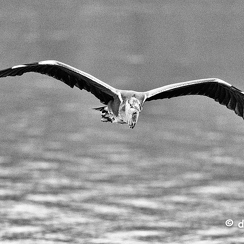 2021-11-18-1392brenneD850-Modifier