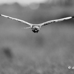 2024-05-05-00542vendeeZ9