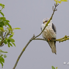 2024-05-06-01233vendeeZ9