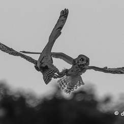 2024-05-07-3896vendeeZ8-Avec accentuation-Bruit-Modifier