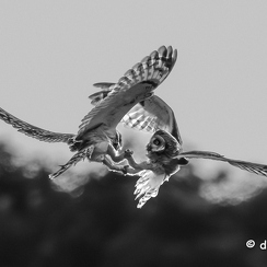 2024-05-07-3449vendeeZ8-Avec accentuation-Bruit-Modifier