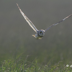 2024-05-10-5499vendeeZ8-Avec accentuation-Bruit