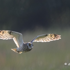 2024-05-10-6504vendeeZ8-Avec accentuation-Bruit