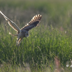 2024-05-10-5688vendeeZ8-Avec accentuation-Bruit