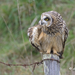 2024-11-05-3084vendeeZ9-Avec accentuation-Bruit