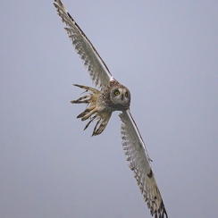 2024-11-06-6032vendeeZ9-Avec accentuation-Bruit