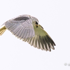 2024-11-07-7353vendeeZ9-Avec accentuation-Bruit