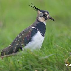 2024-11-07-7768vendeeZ9-Avec accentuation-Bruit