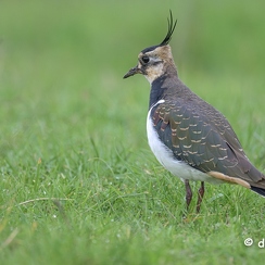 2024-11-07-7795vendeeZ9-Avec accentuation-Bruit