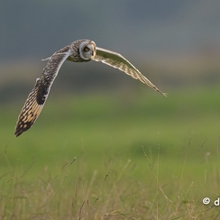 2024-11-08-10478vendeeZ9-Avec accentuation-Bruit