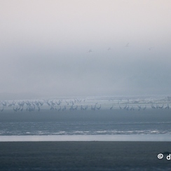 2022-11-13-71brenneZ9