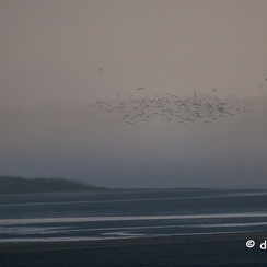 2022-11-13-83brenneZ9