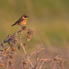 2025-10-18-574vendeeZ9