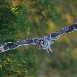 hibou moyen duc