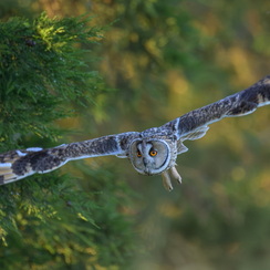 hibou moyen duc