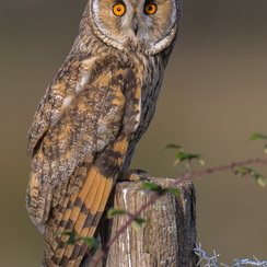 2025-07-29-1977vendeeZ9-Modifier