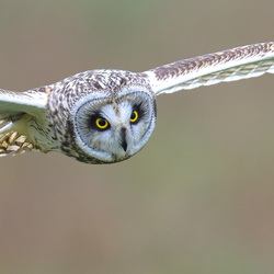 Hibou des Marais