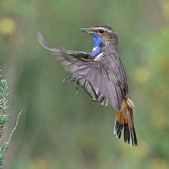 2025-04-24-1340vendéeZ8