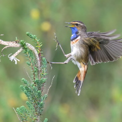 2025-04-24-1341vendéeZ8-Modifier