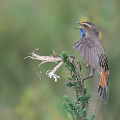 2025-04-24-1343vendéeZ8