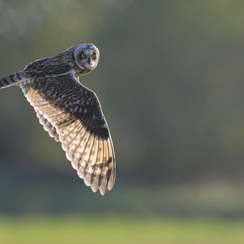 2025-07-30-8185vendeeZ9