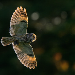 2025-04-24-1735vendéeZ8