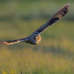 2025-04-24-2095vendéeZ8