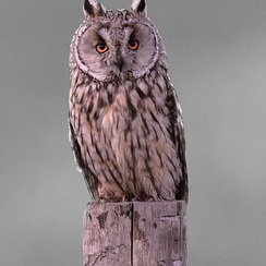 2025-07-28-1731vendeeZ9