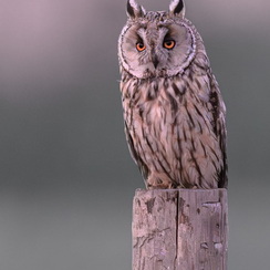 2025-07-28-1781vendeeZ9-Modifier