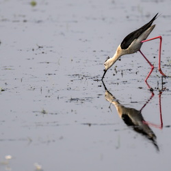 Echasse blanche