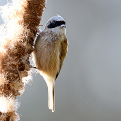 remiz penduline