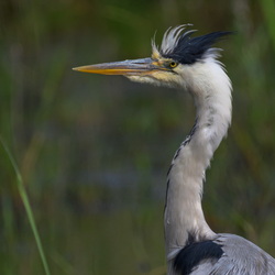 heron