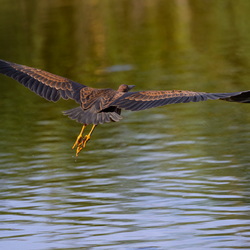 heron pourpre
